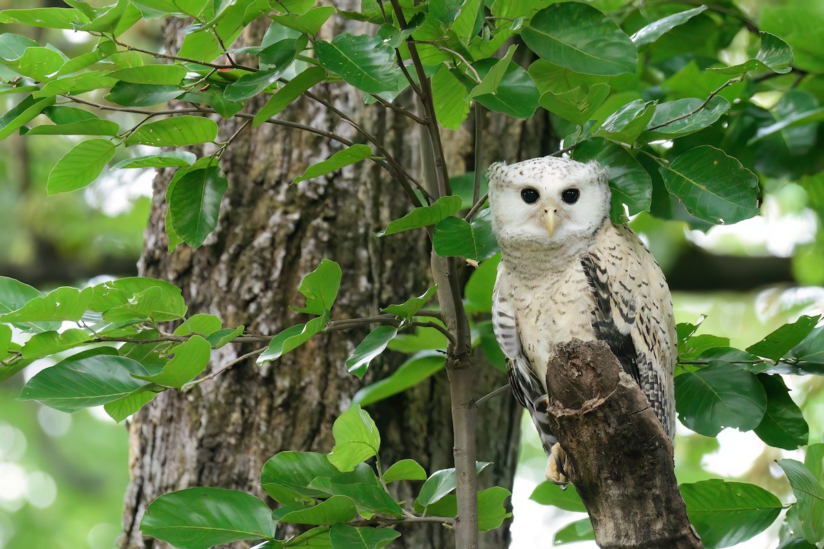 Spot-bellied Eagle-Owl - Kadhiravan Balasubramanian