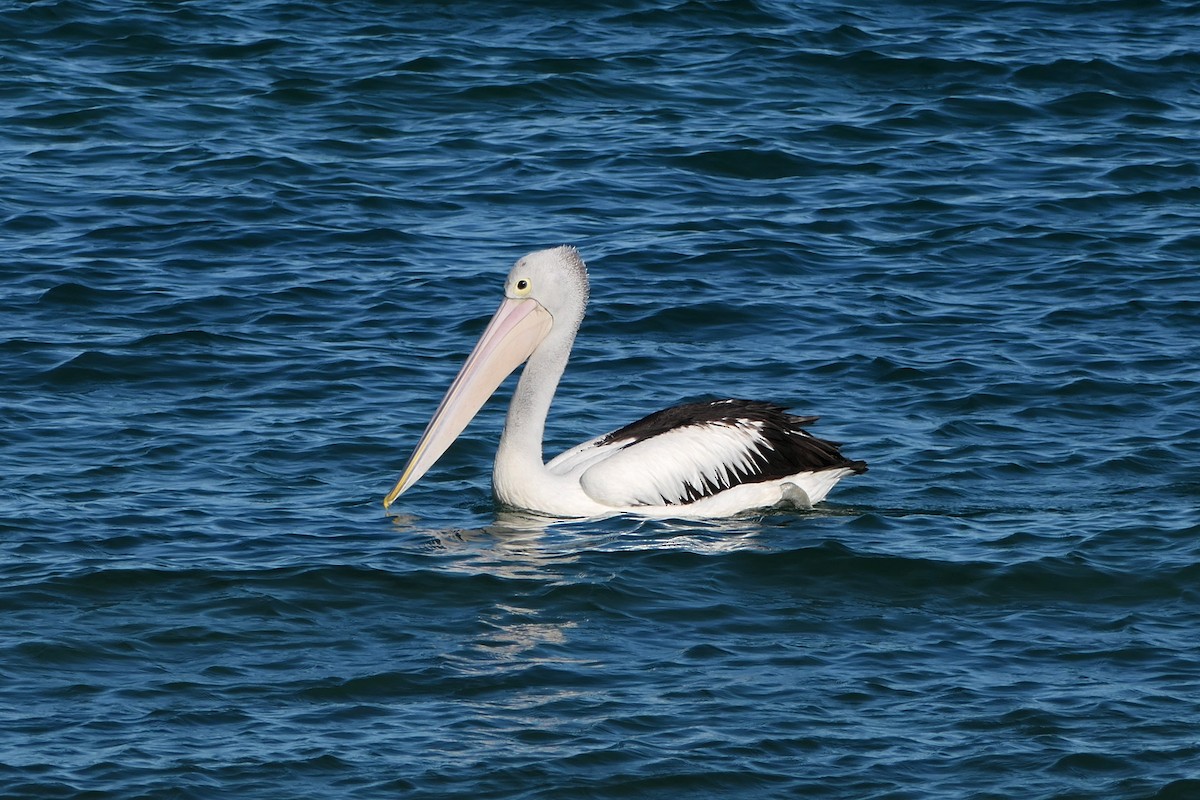 pelikán australský - ML594822901