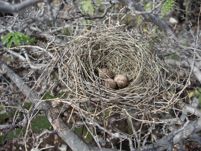 Nest with eggs; general view. - Vermilion Cardinal - 