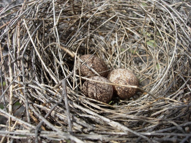 Clutch of three eggs. - Vermilion Cardinal - 