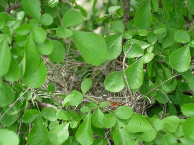 Nest concealed amongst vegetation. - Vermilion Cardinal - 