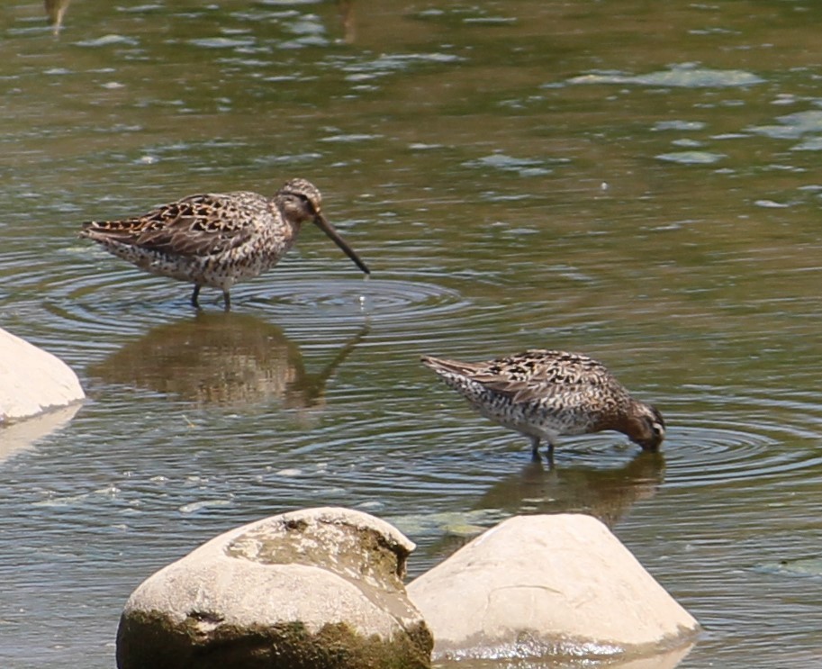 Short-billed Dowitcher - Mike Wasilco