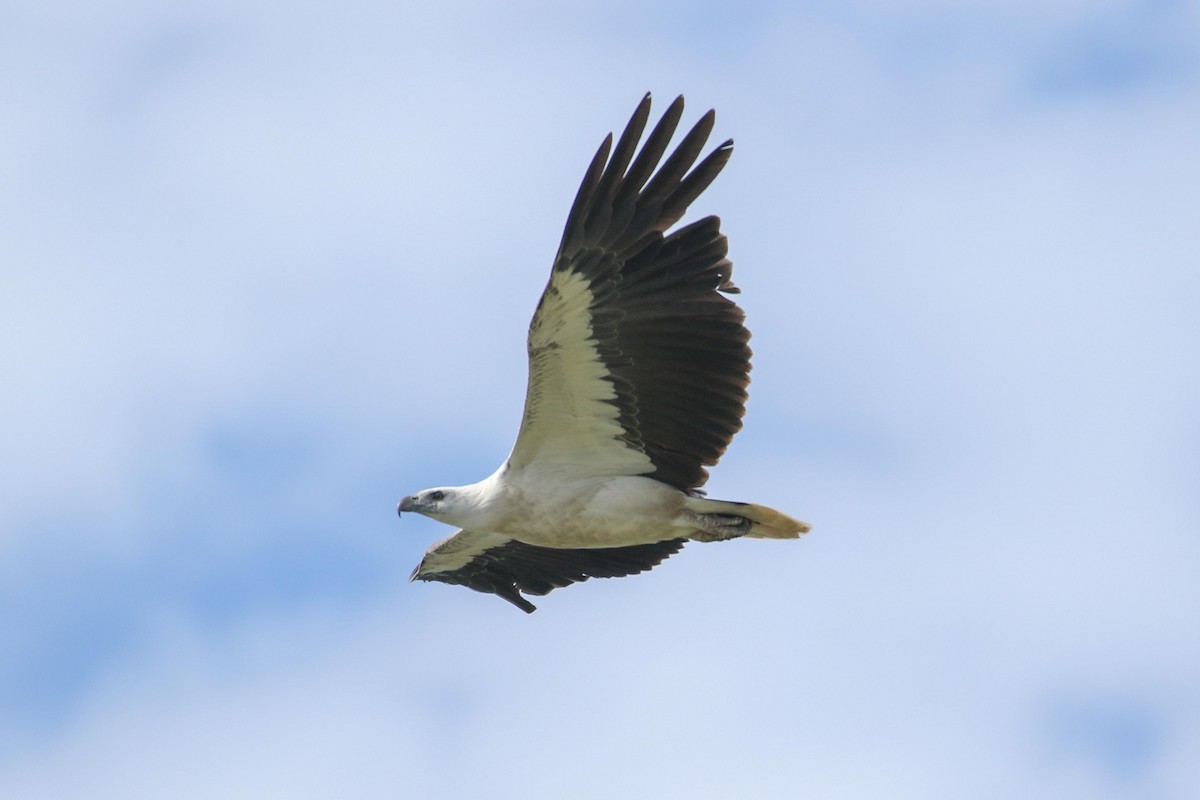 White-bellied Sea-Eagle - Janis Otto
