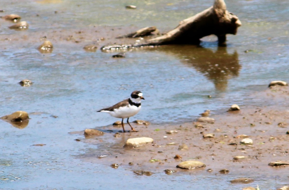 Semipalmated Plover - Mike Wasilco