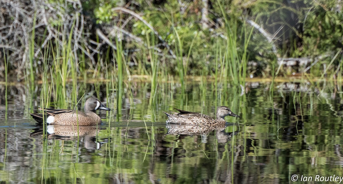 Blue-winged Teal - ML59482651