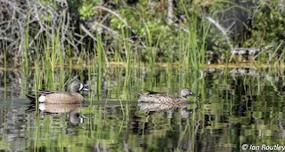 Blue-winged Teal, ML59482651