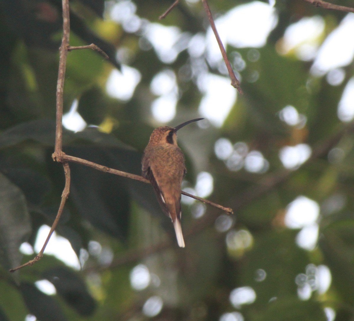 kolibřík skořicový - ML594827941