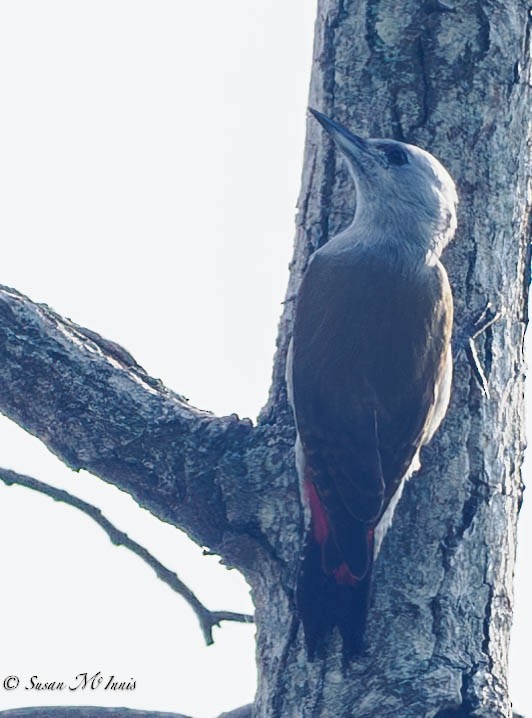 African Gray Woodpecker - ML594827981