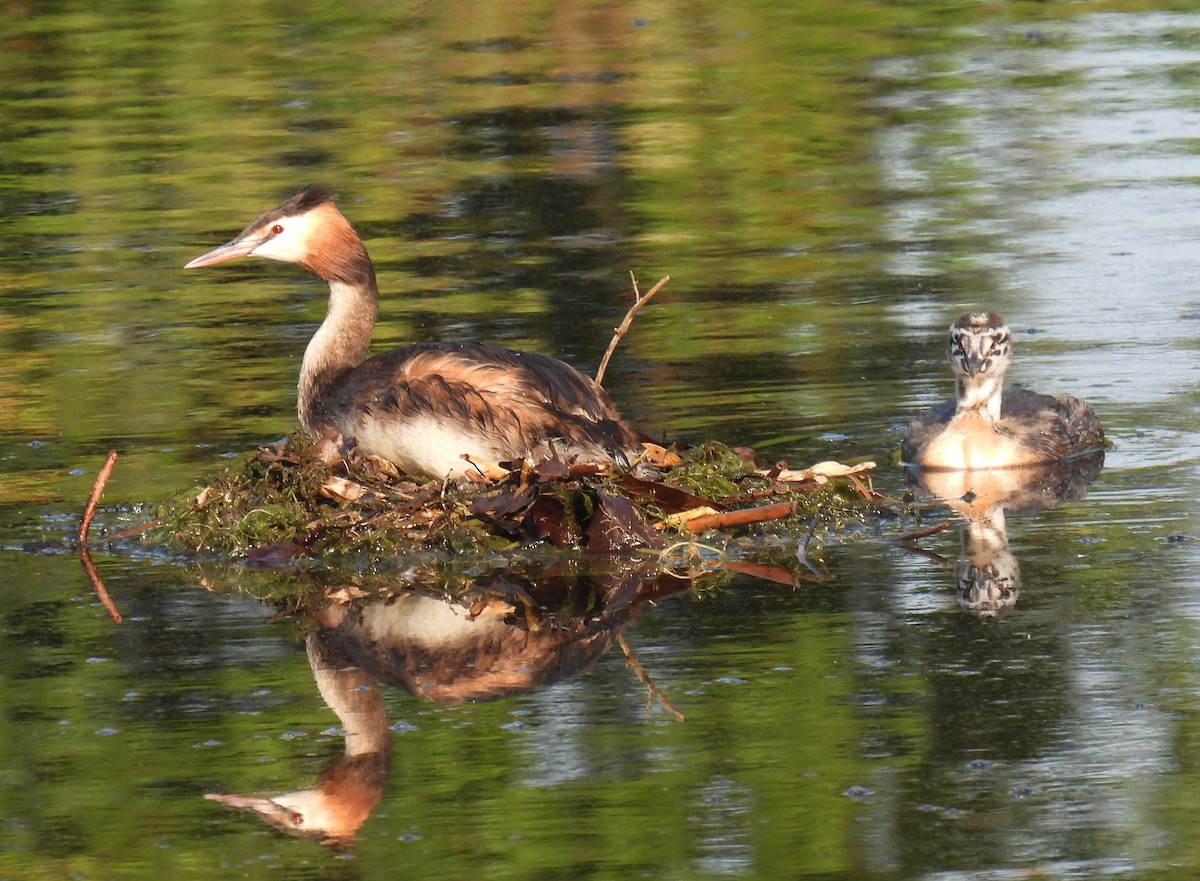 Great Crested Grebe - ML594830711