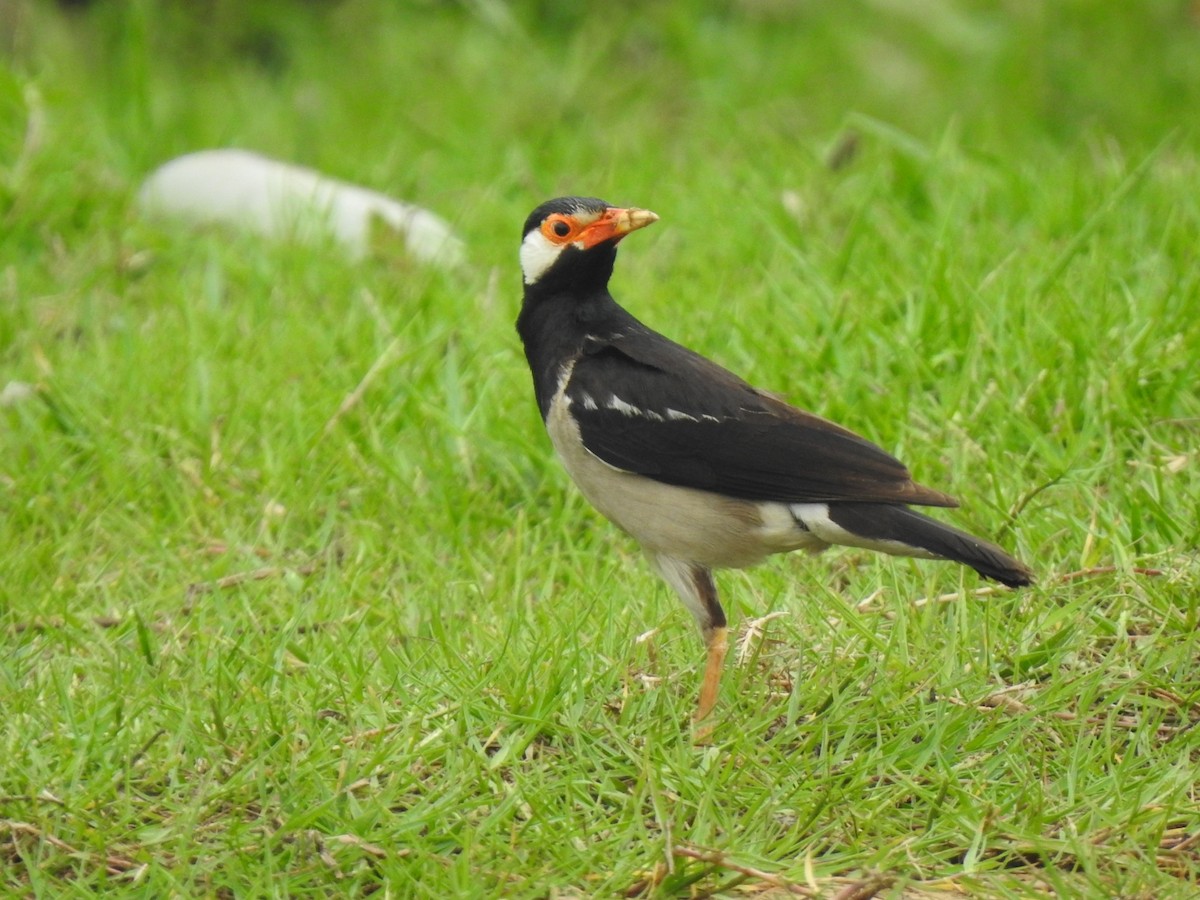 Indian Pied Starling - ML594830811