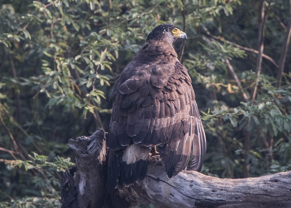 Crested Serpent-Eagle - ML594831691