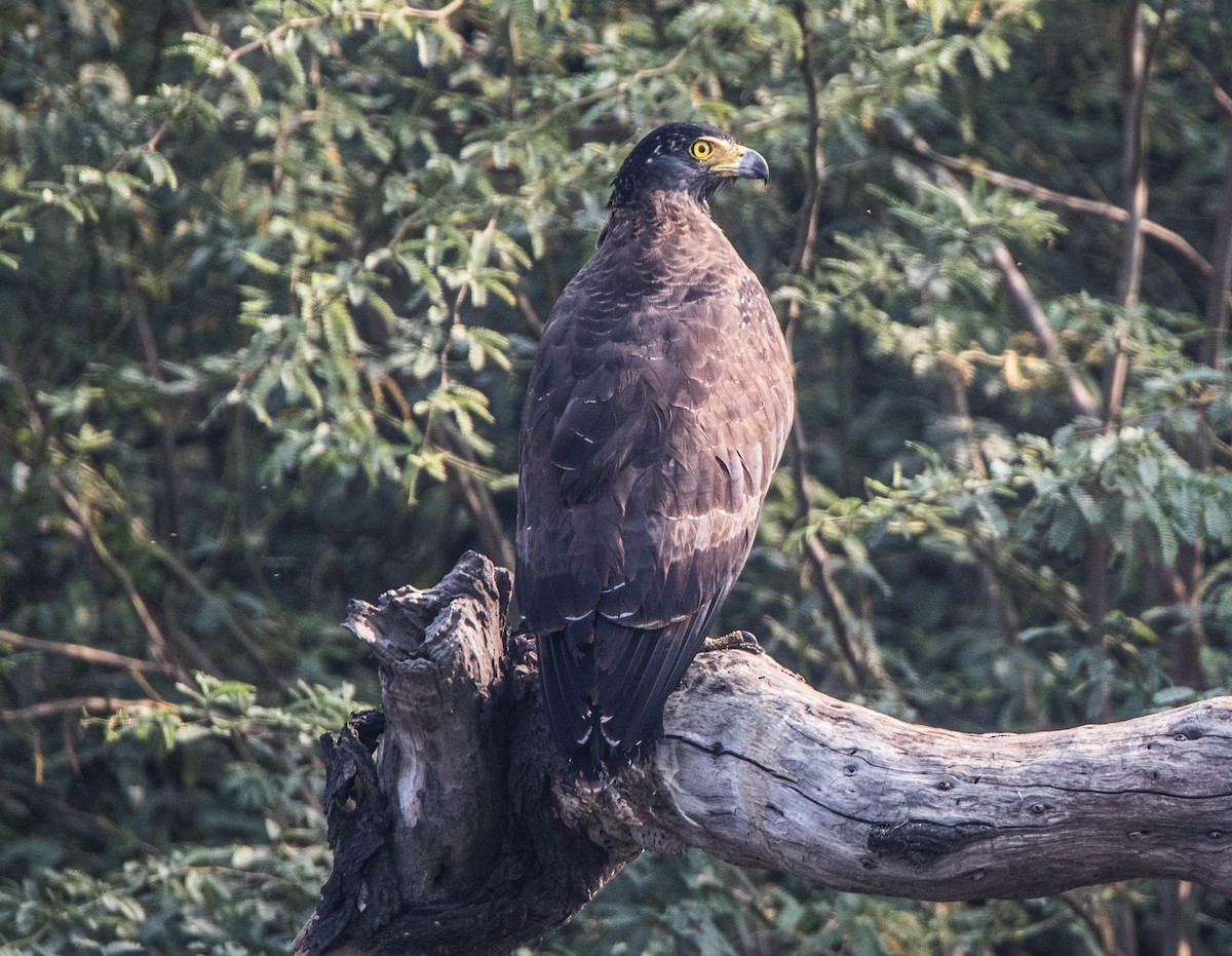 Crested Serpent-Eagle - ML594831701