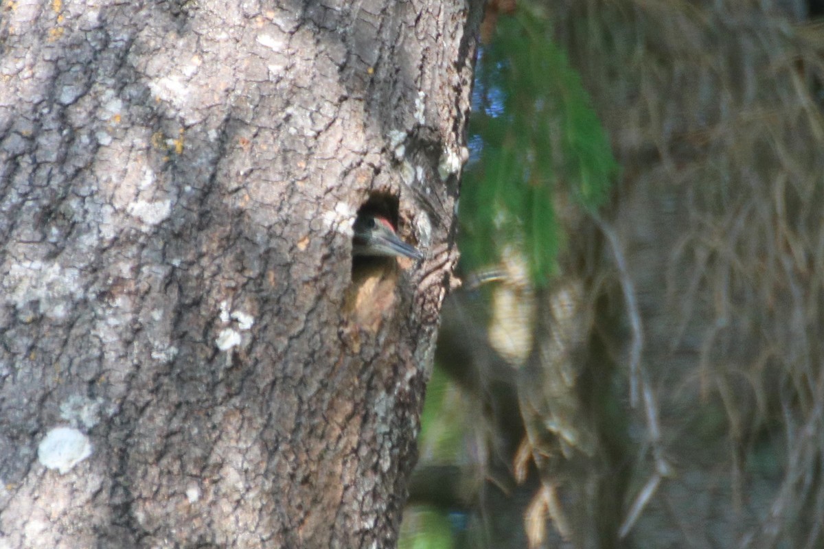 Eurasian Green Woodpecker (Eurasian) - ML594838391