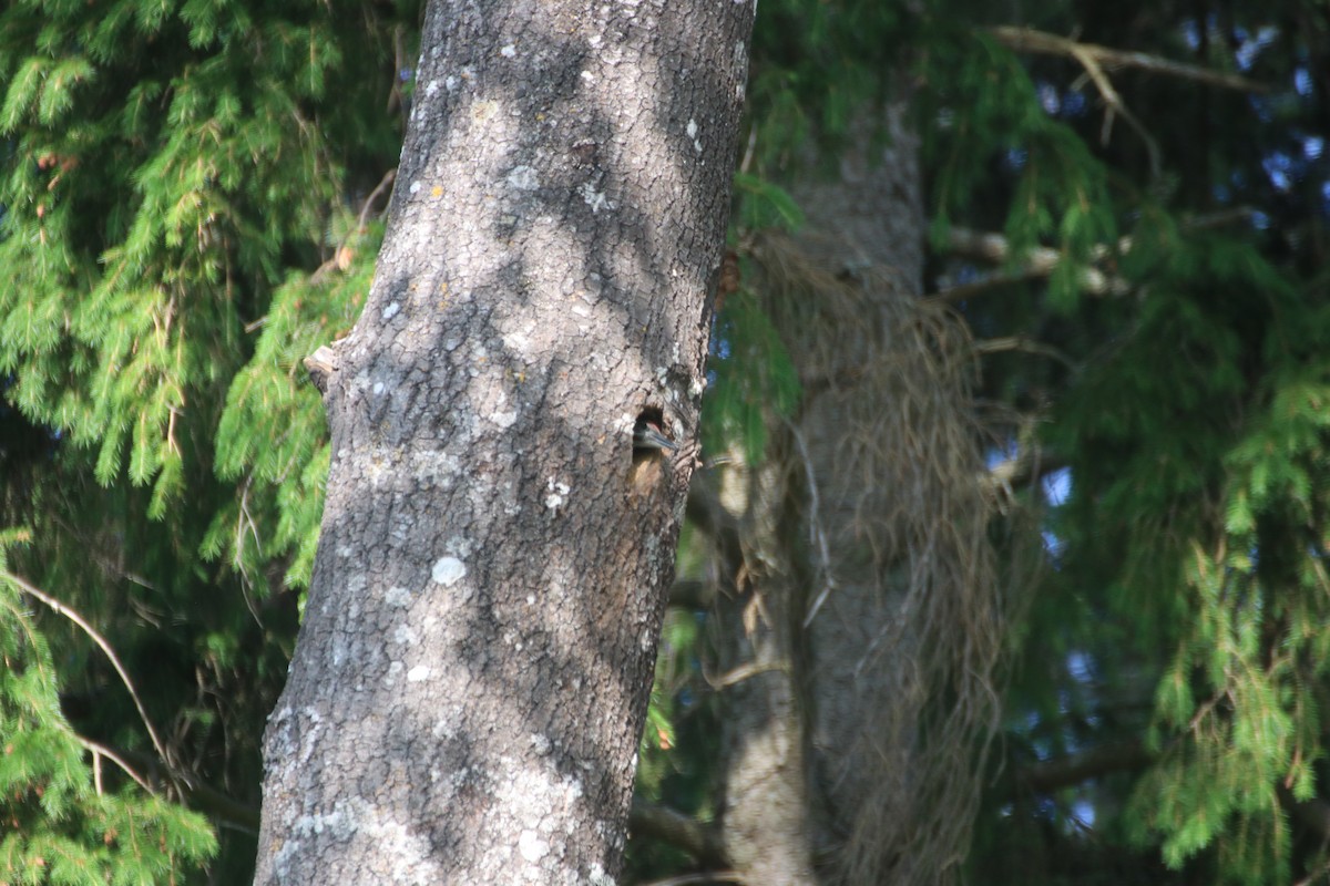 Eurasian Green Woodpecker (Eurasian) - ML594838401