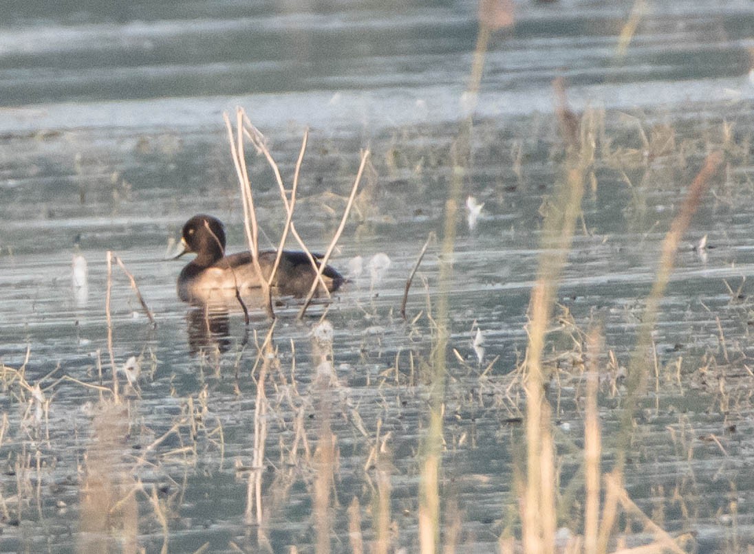 Tufted Duck - ML594840491