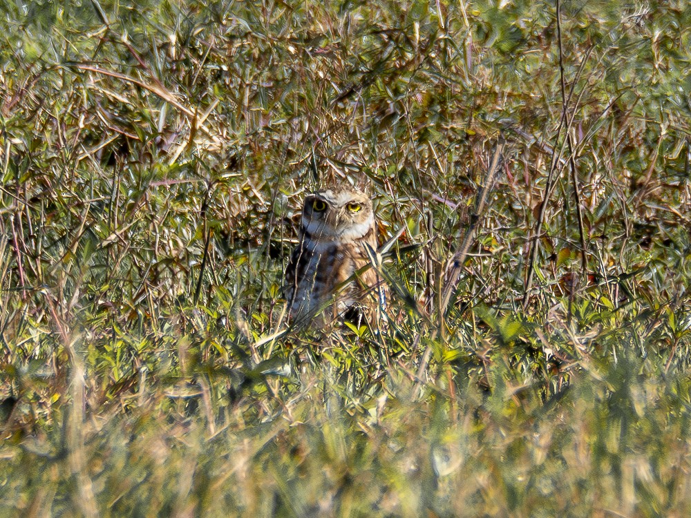 Burrowing Owl - ML594847231