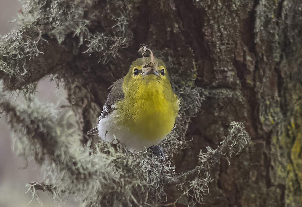 Yellow-throated Vireo - Jerry Ting