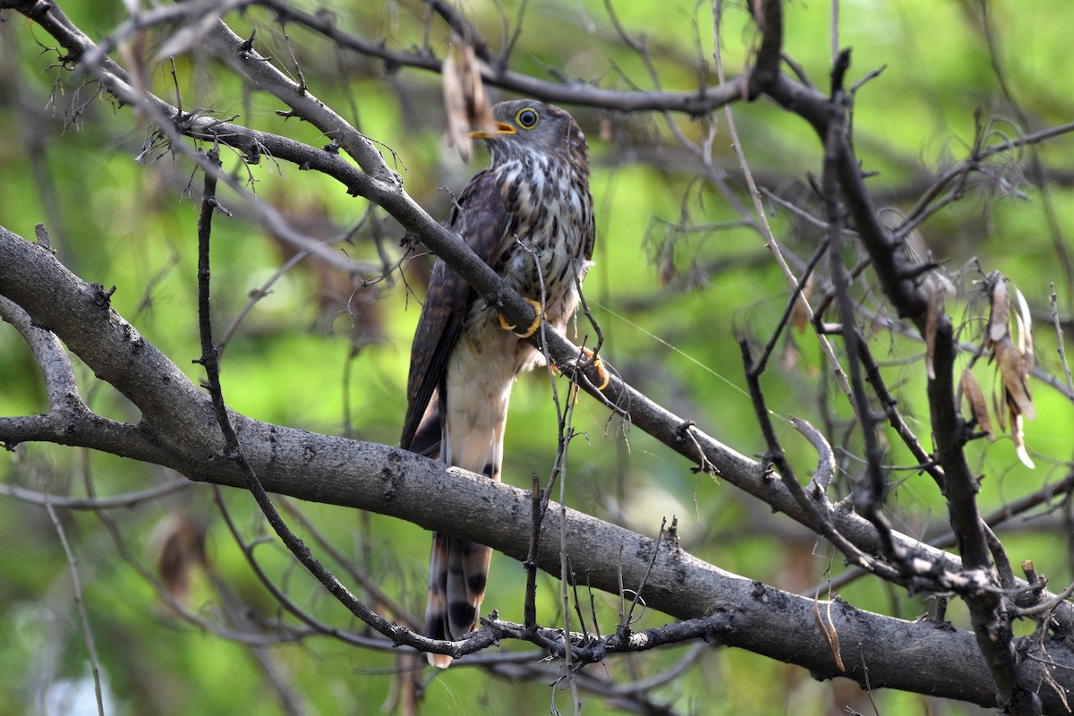 Common Hawk-Cuckoo - Narender Khaira