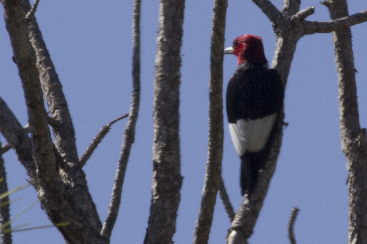 Red-headed Woodpecker - ML59485661