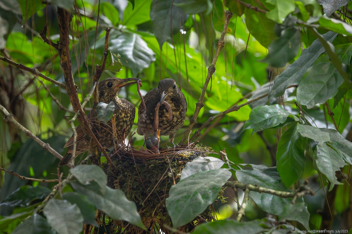 Dark-sided Thrush - ML594857801