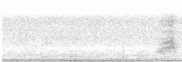Canard colvert (forme domestique) - ML594861231