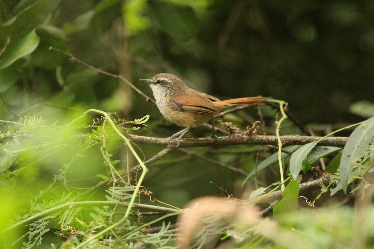 Necklaced Spinetail - ML594864011