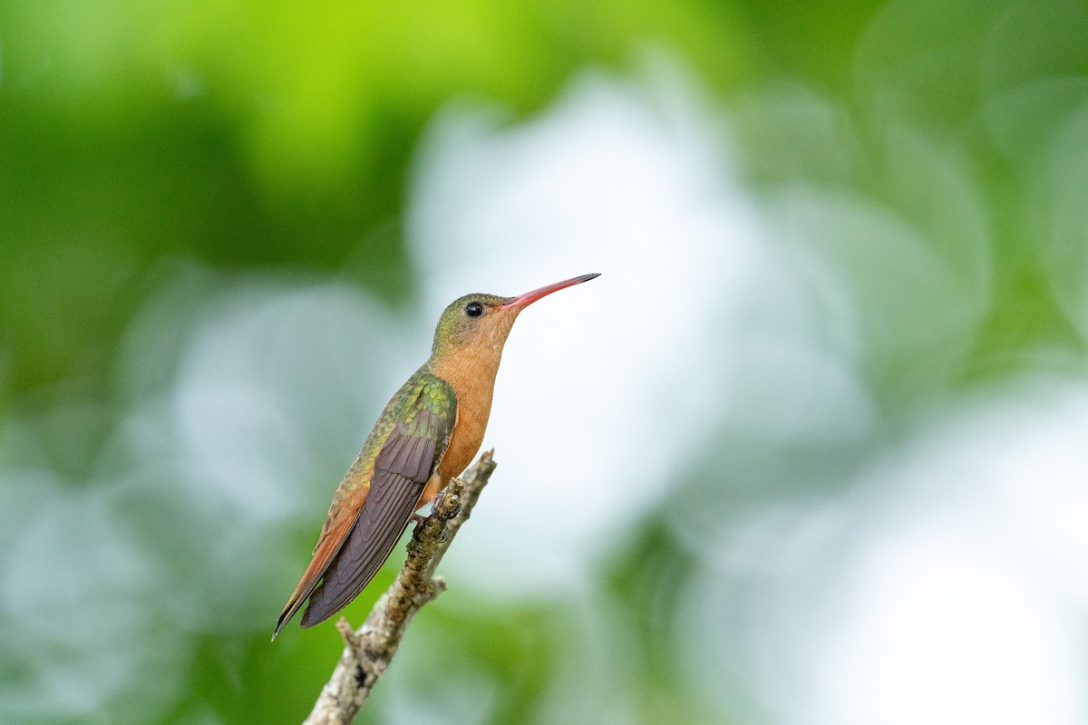 Cinnamon Hummingbird (Mainland) - ML594867321