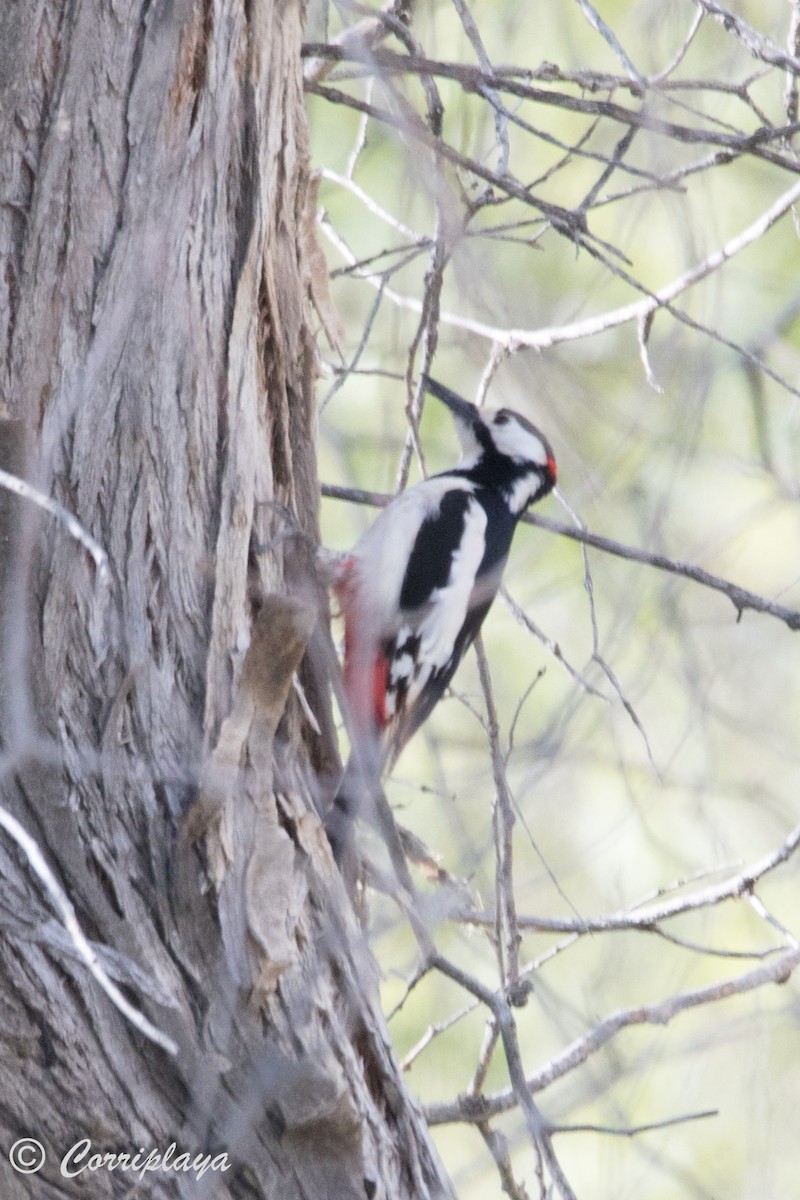 White-winged Woodpecker - ML594872571