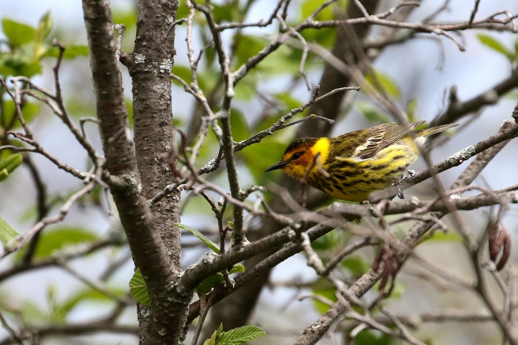 Cape May Warbler - ML59487311