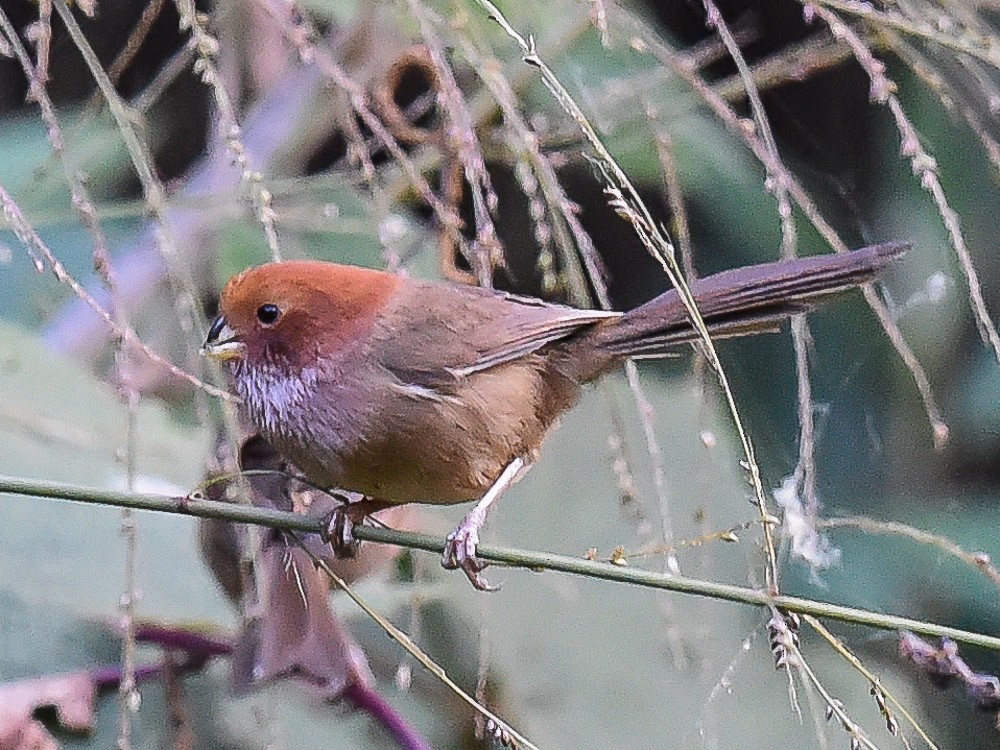 Brown-winged Parrotbill - ML594877171