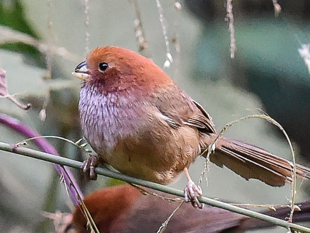 Brown-winged Parrotbill - ML594877211