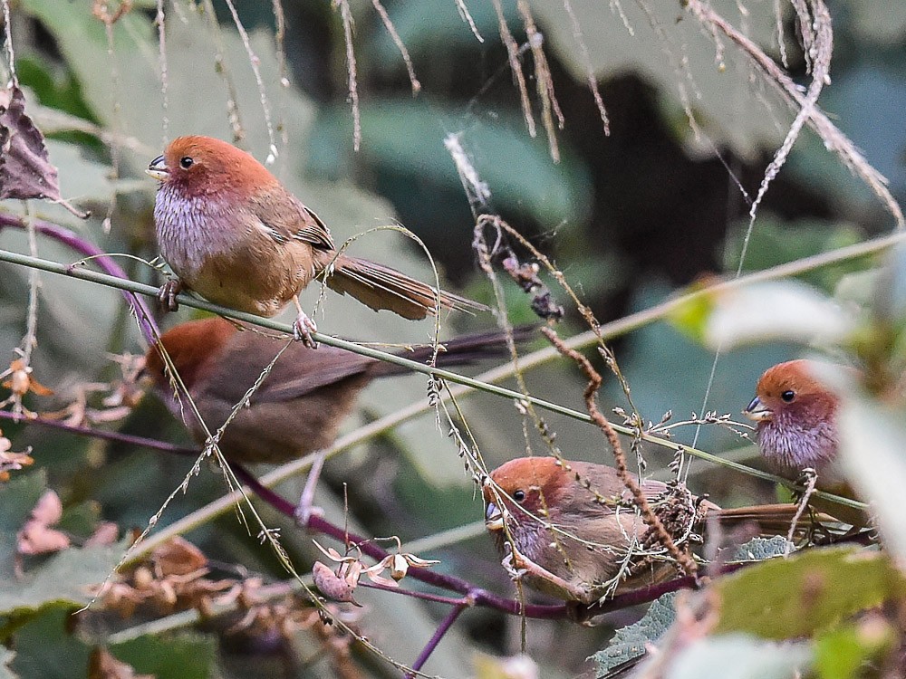 Brown-winged Parrotbill - Xueping & Stephan Popp