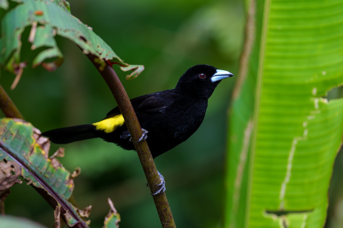 Flame-rumped Tanager (Lemon-rumped) - ML594882361
