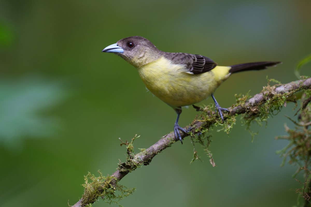Flame-rumped Tanager (Lemon-rumped) - ML594882371