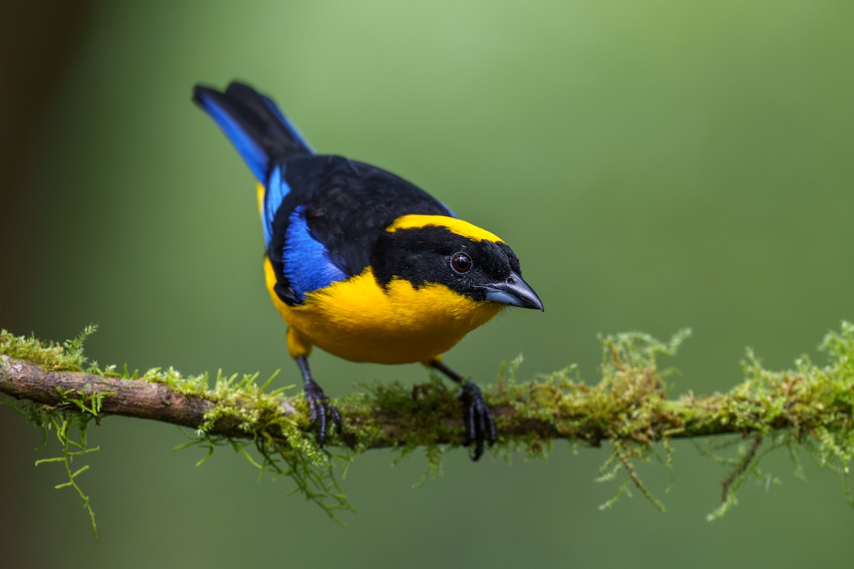 Blue-winged Mountain Tanager - ML594882641