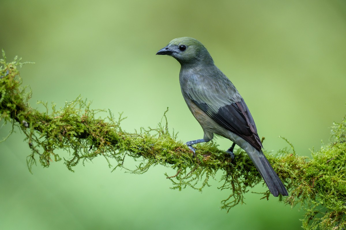 Palm Tanager - ML594882721