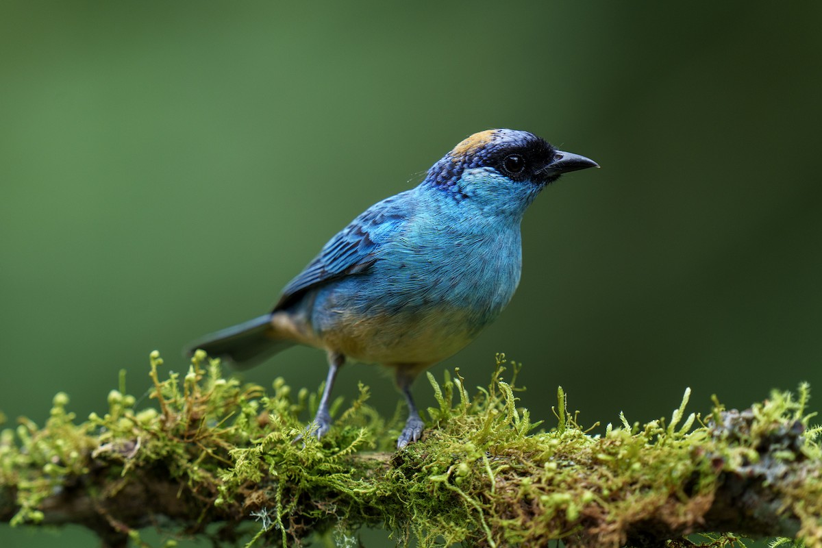 Golden-naped Tanager - ML594882881