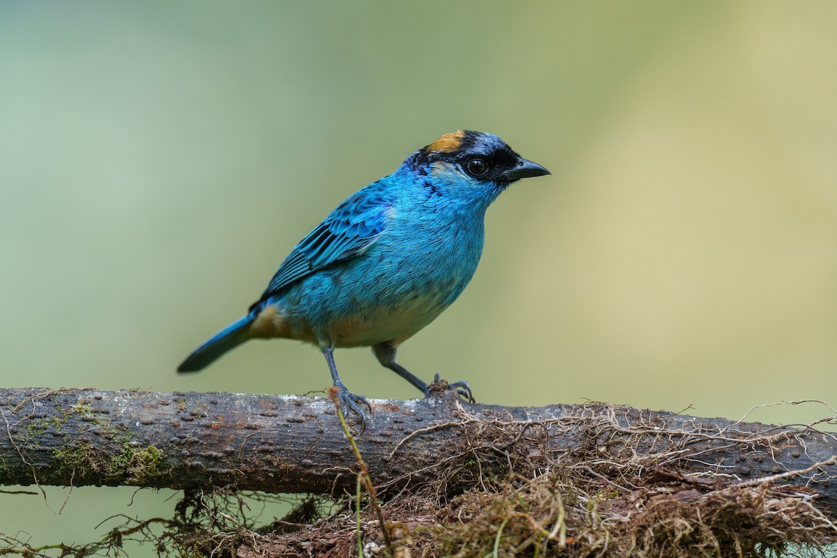 Golden-naped Tanager - ML594882891