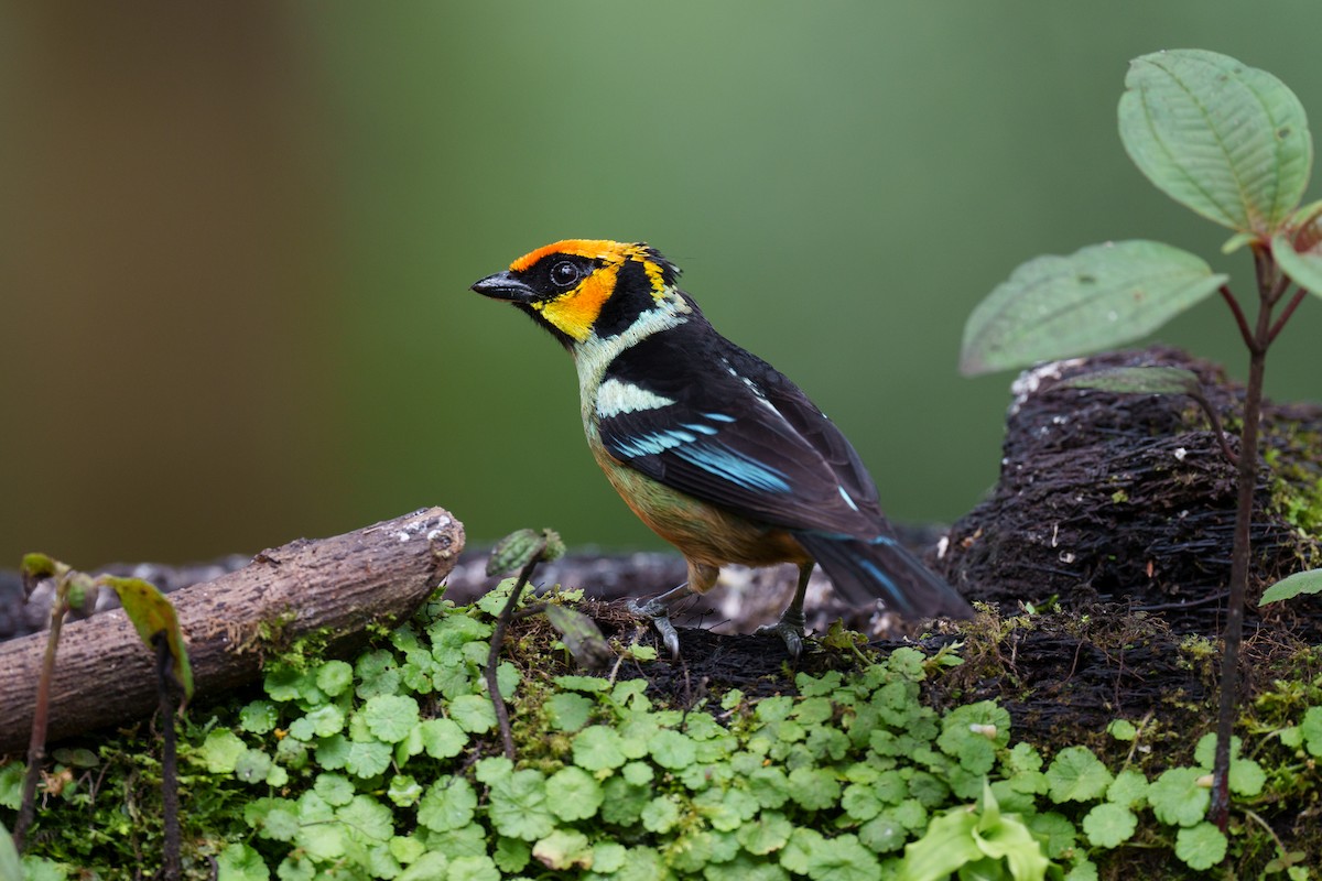 Flame-faced Tanager - ML594883201