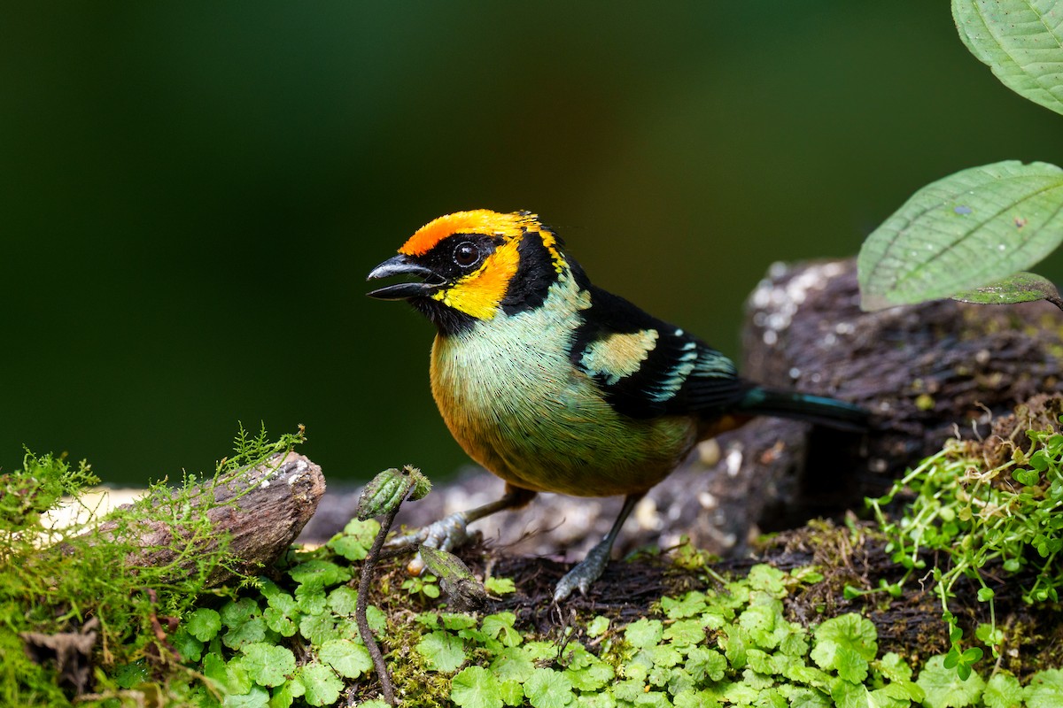 Flame-faced Tanager - ML594883211