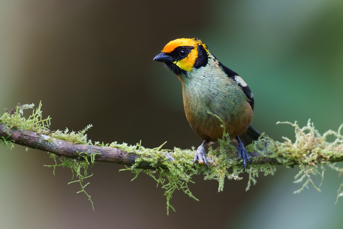Flame-faced Tanager - ML594883221