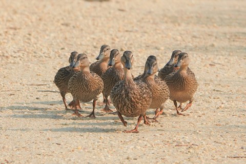 Mallard - Karen Thompson