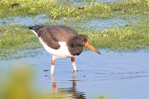 American Oystercatcher - Karen Thompson