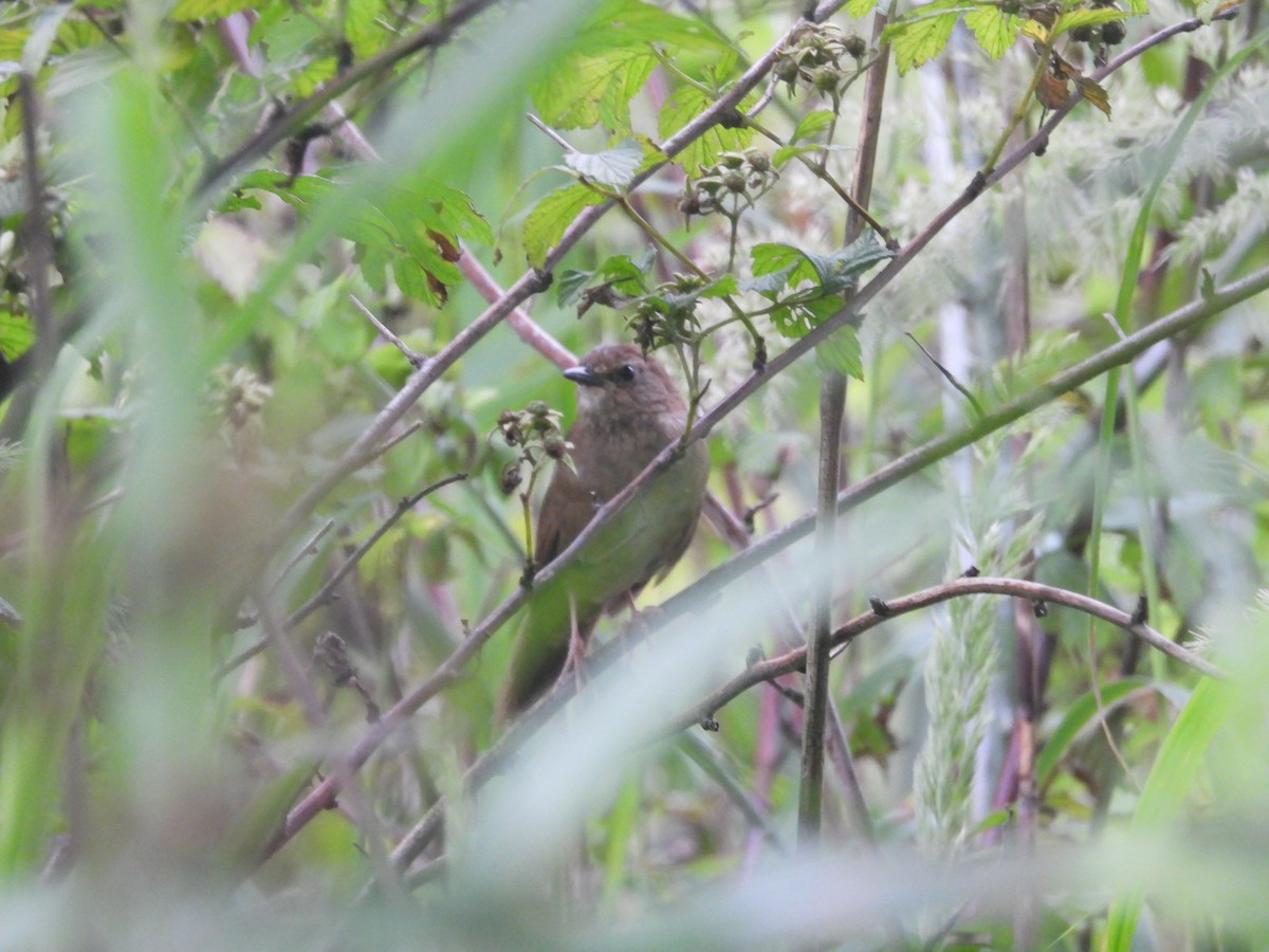 Sichuan Bush Warbler - Yuhao Sun