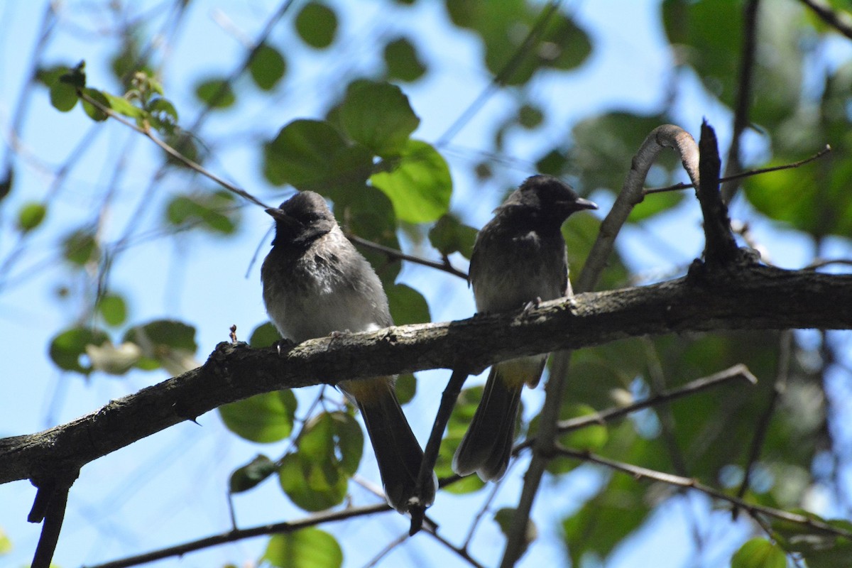 Red-vented Bulbul - ML594886051