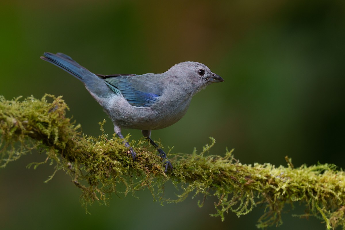 Blue-gray Tanager - ML594886081