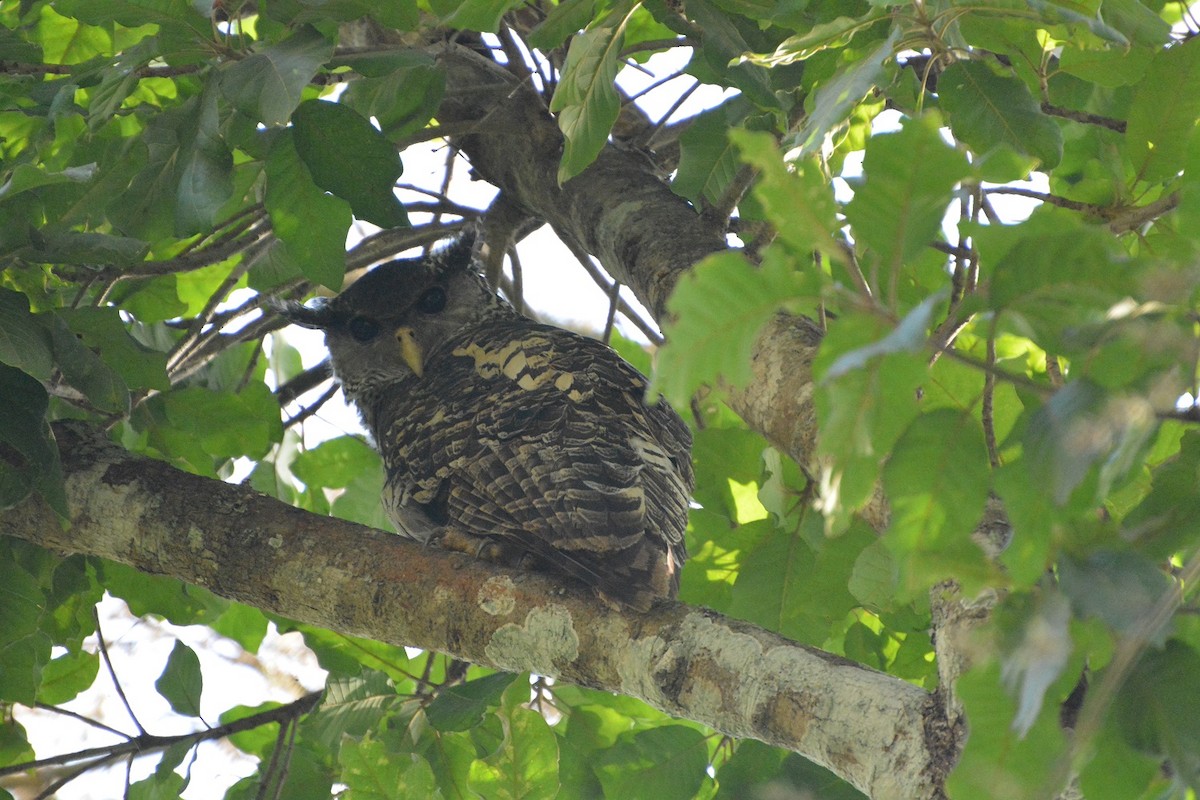Spot-bellied Eagle-Owl - ML594886351