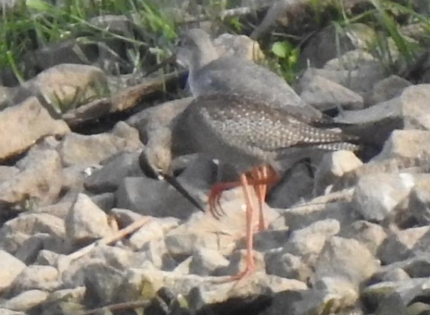Spotted Redshank - ML594886531