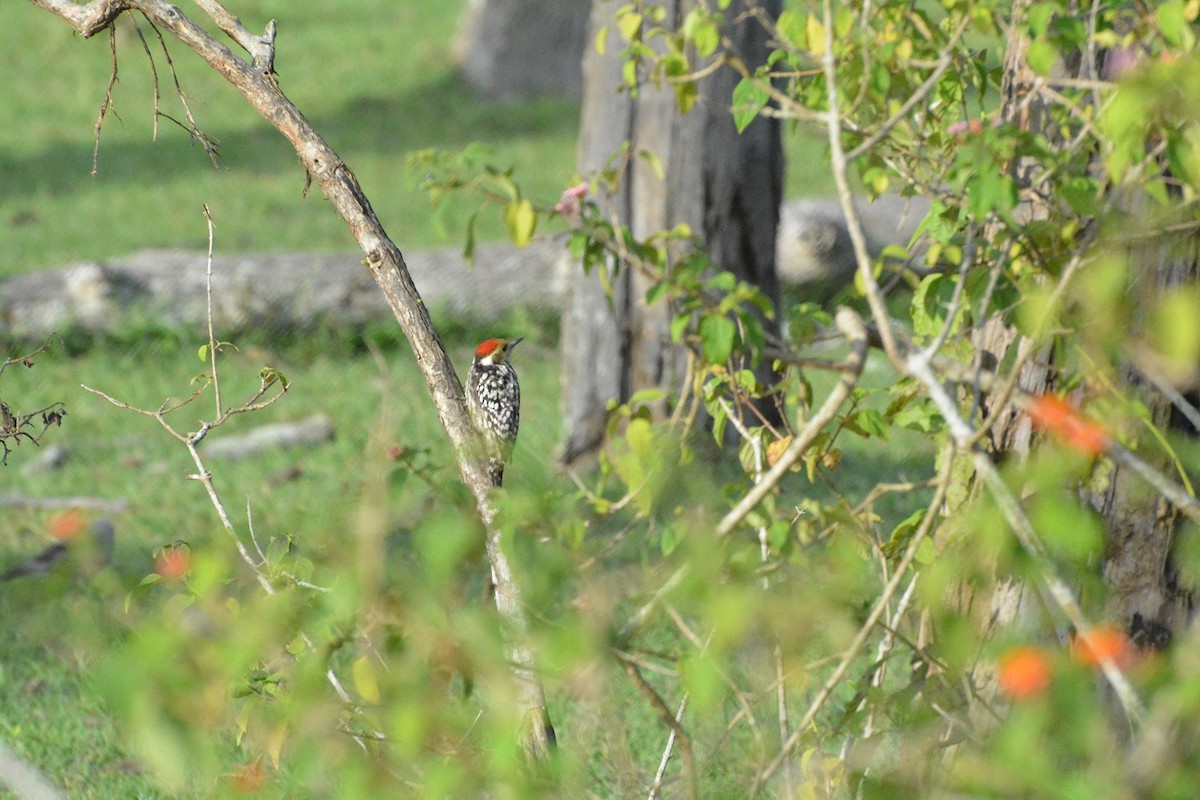 Yellow-crowned Woodpecker - ML594886691