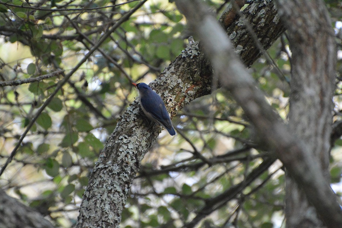Velvet-fronted Nuthatch - ML594886751